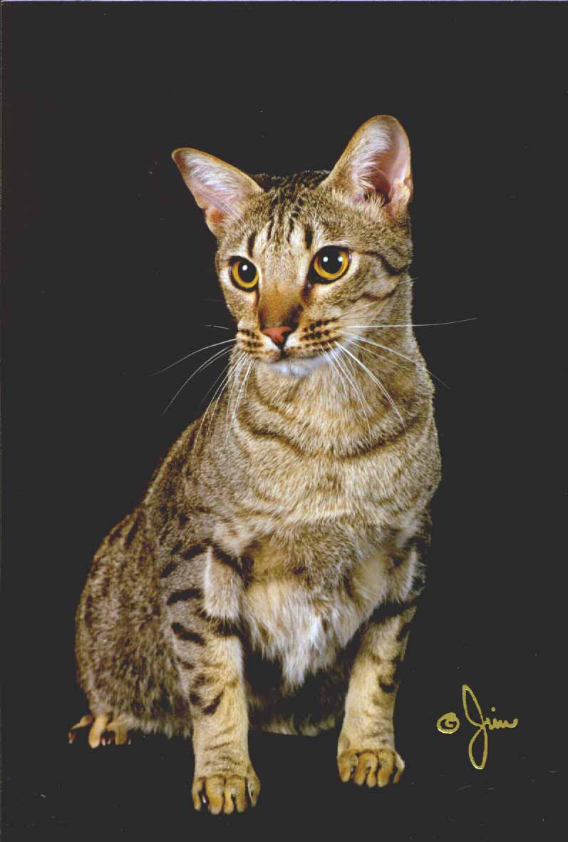 5.jpg (69012 bytes)