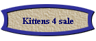 Kittens 4 sale