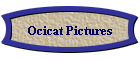 Ocicat Pictures